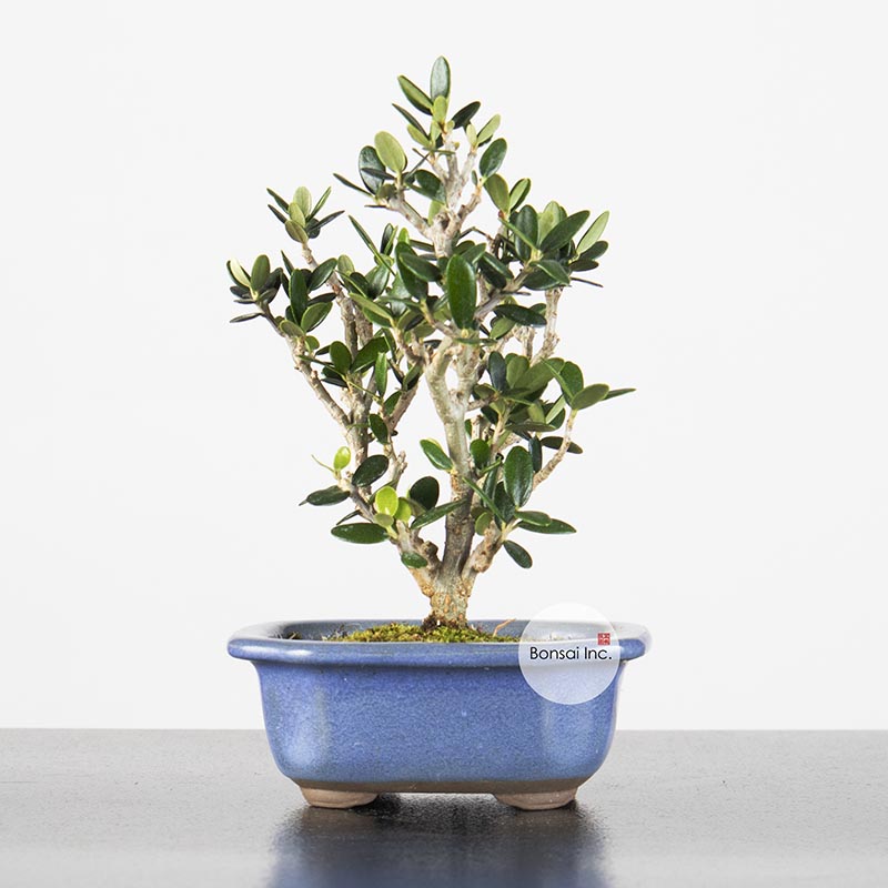 RARE Young Japanese Olive Bonsai 日本橄榄树