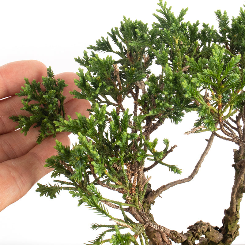 Japanese Shimpaku Shokan Bonsai 日本真柏