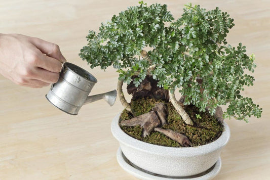 Bonsai Tree Care in Singapore: Watering, Sunlight & Common Mistakes