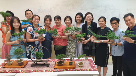 Bonsai Workshop Singapore: Is It Worth It for Beginners?