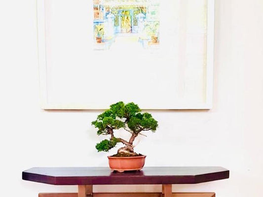 Bonsai Tree Singapore: How to Choose the Right Bonsai for Your Home or Office