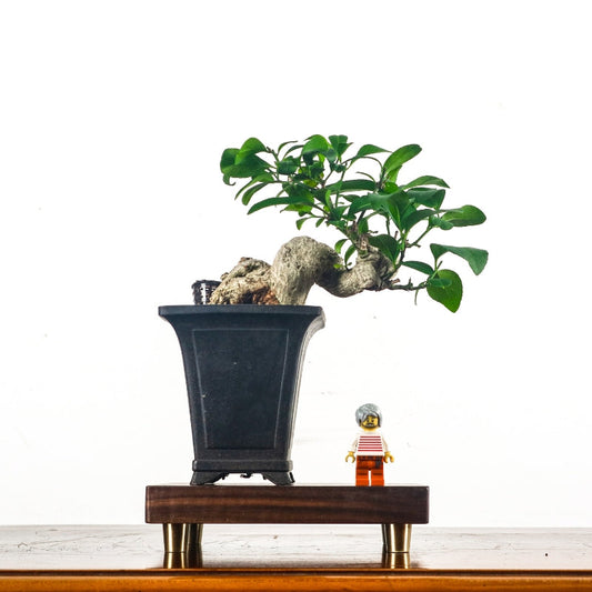 Mini Bonsai vs Regular Bonsai: Which Should You Buy in Singapore?