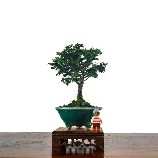 Juniper Bonsai Singapore: Complete Care & Placement Guide