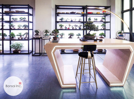 Bonsai Inc. Singapore: A Trusted Destination for Bonsai Lovers