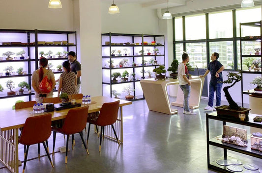 Where to Buy Bonsai in Singapore: The Complete Buyer’s Guide (2026)