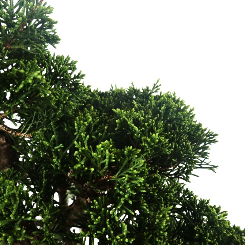 Mini Bonsai Singapore: A Complete Guide by Bonsai Inc. Experts