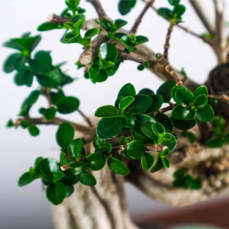 Chinese New Year 2026: How Bonsai Enhances Feng Shui at Home
