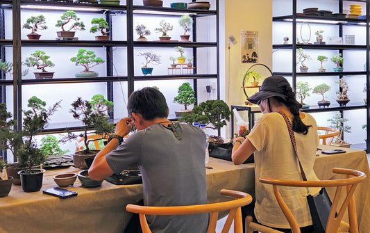 Corporate Team Building with Bonsai Workshops Singapore