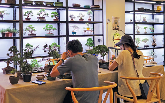 Limited Offer: 4 pax Bonsai Workshop