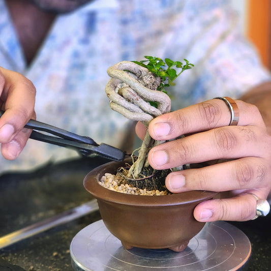 Bonsai Workshop for 1