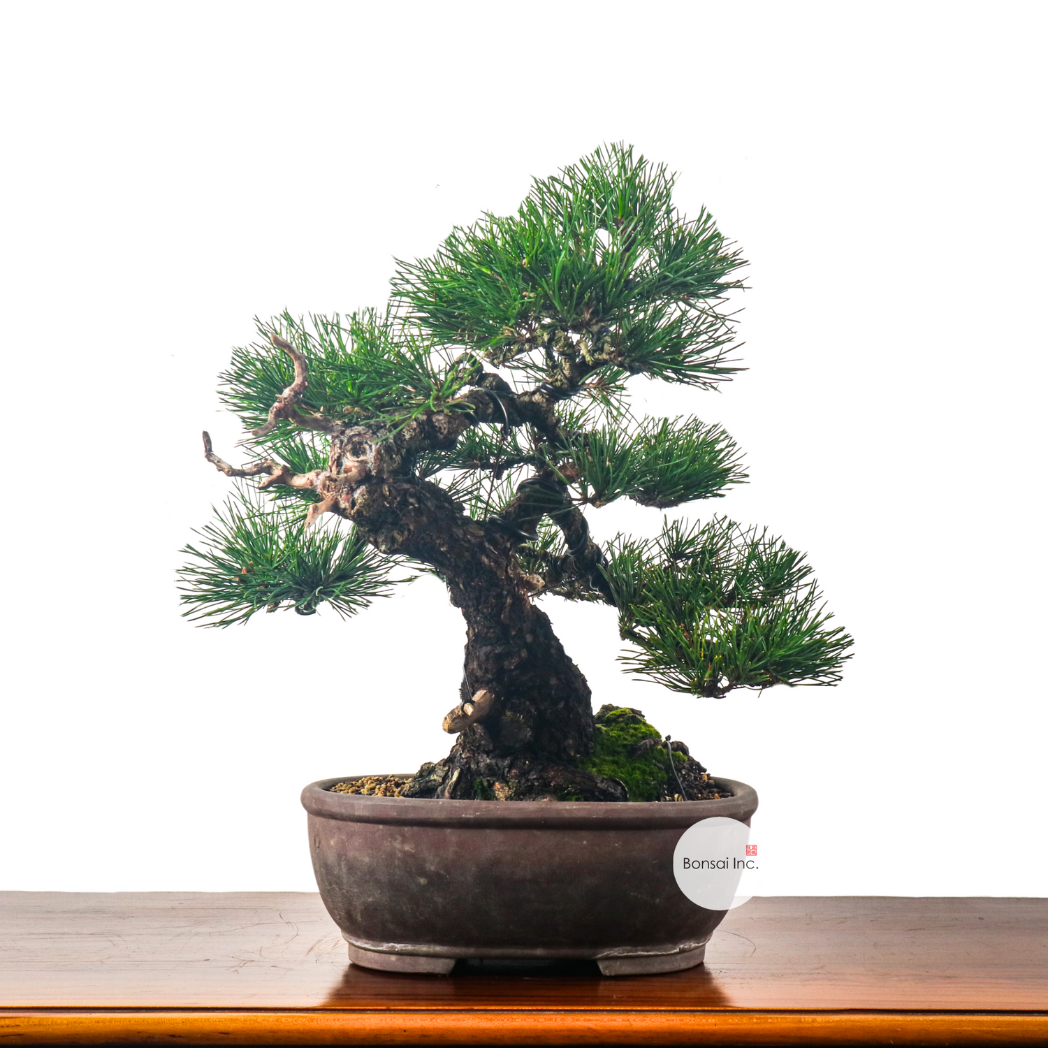 Japanese Pine