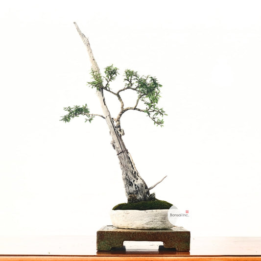 Bluebell Bonsai 凌衫