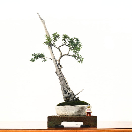 Bluebell Bonsai 凌衫