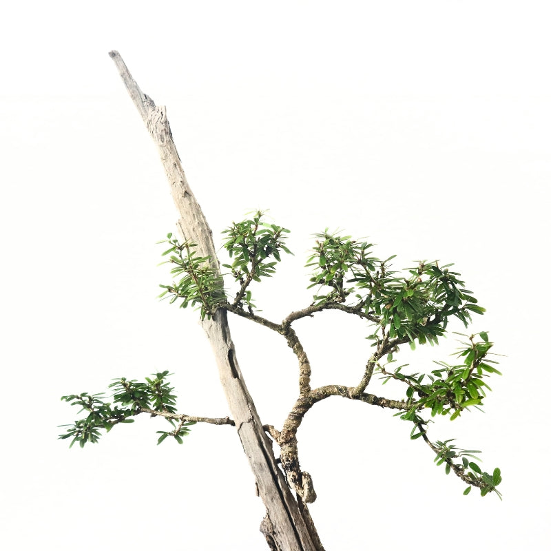 Bluebell Bonsai 凌衫
