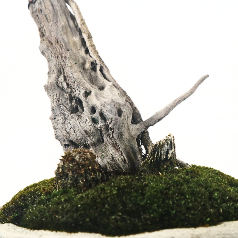 Bluebell Bonsai 凌衫