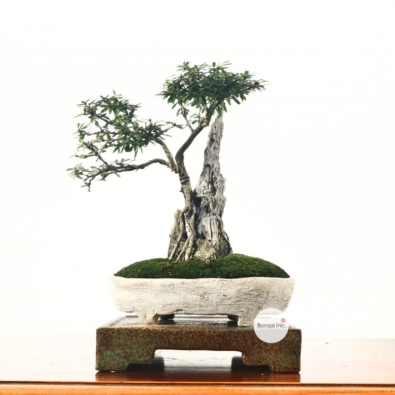Shohin (Medium) Bonsai