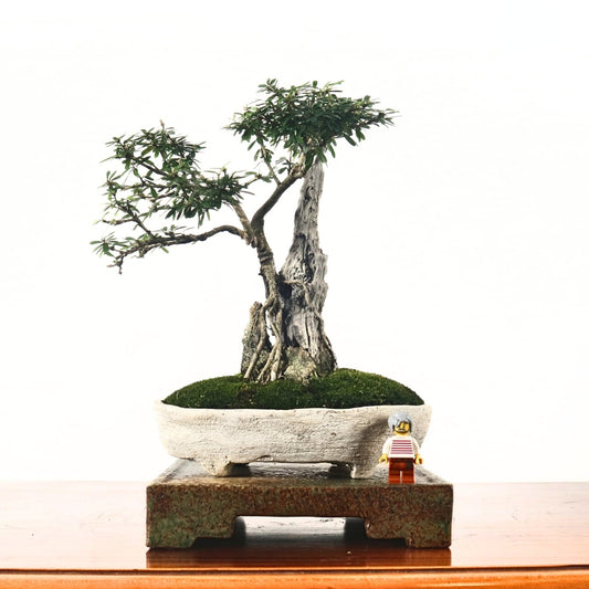 Bluebell Bonsai 凌衫