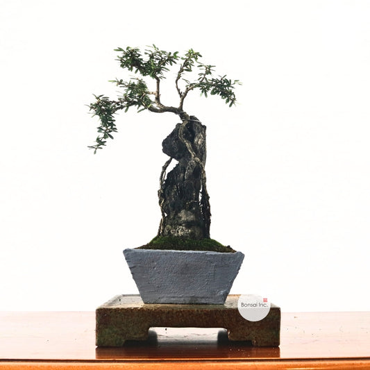 Bluebell Bonsai 凌衫