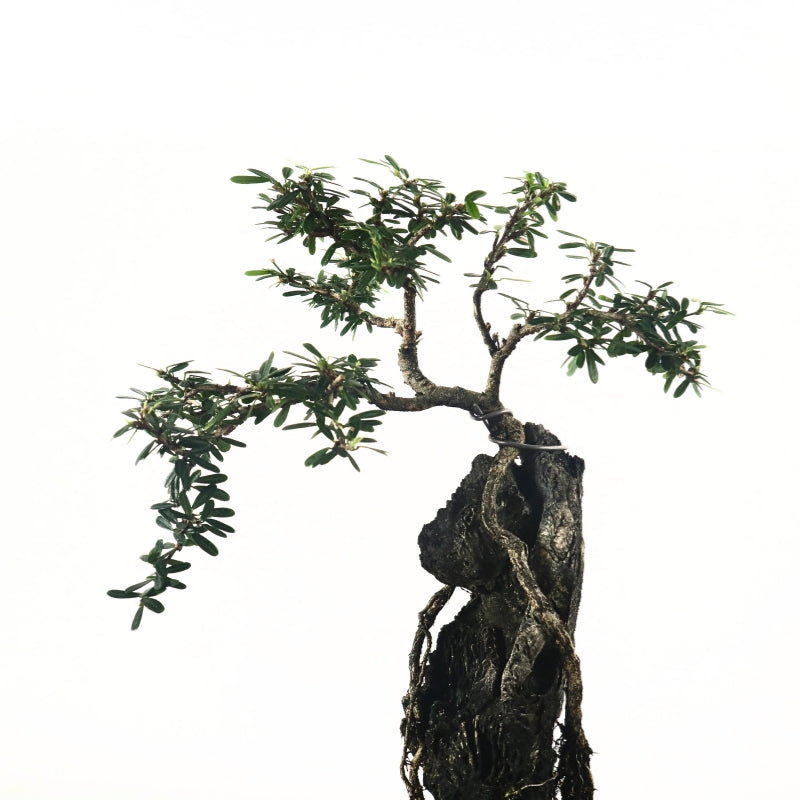 Bluebell Bonsai 凌衫