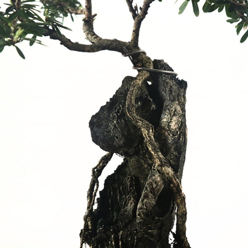 Bluebell Bonsai 凌衫