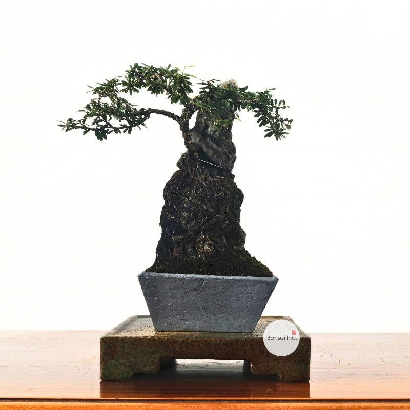 Bluebell Bonsai 凌衫