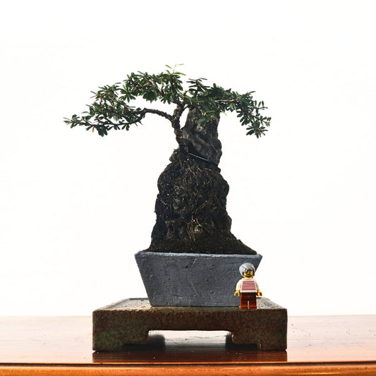 Bluebell Bonsai 凌衫