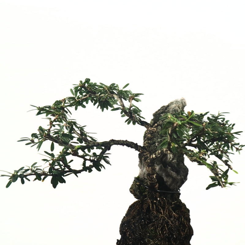 Bluebell Bonsai 凌衫