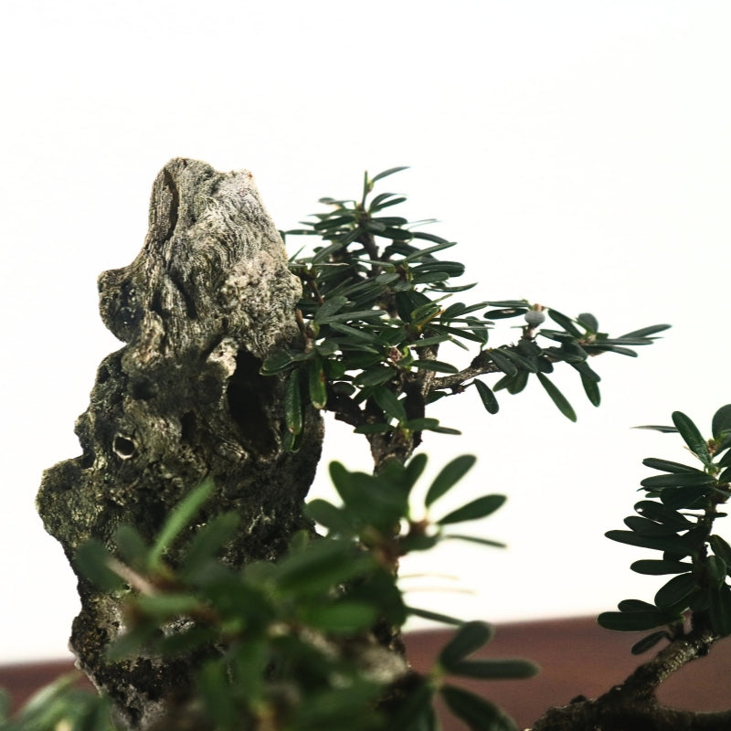 Bluebell Bonsai 凌衫