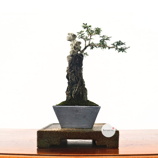 Bluebell Bonsai 凌衫