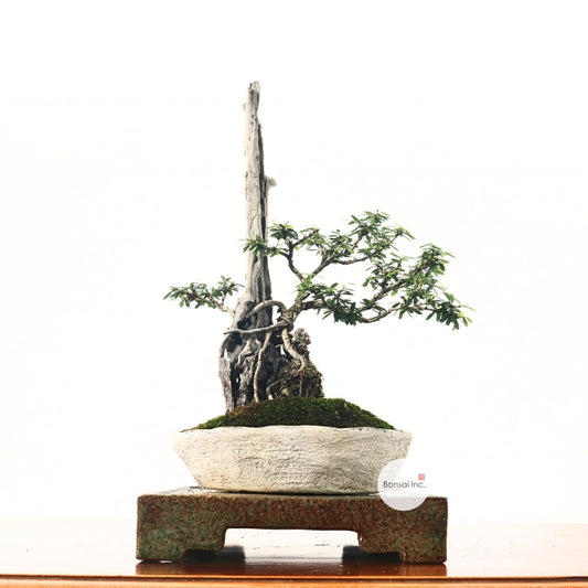 Bluebell Bonsai 凌衫