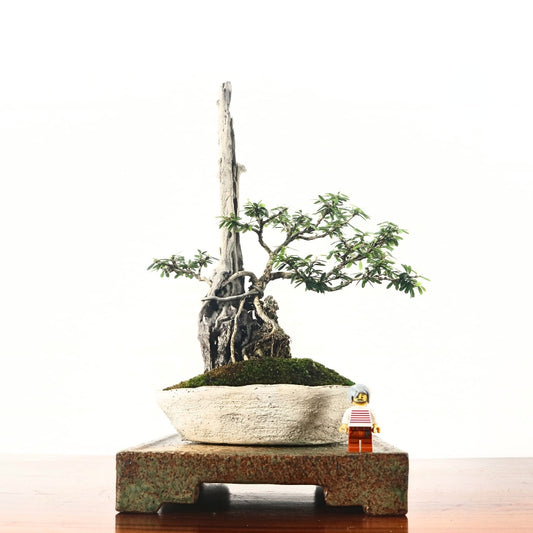 Bluebell Bonsai 凌衫