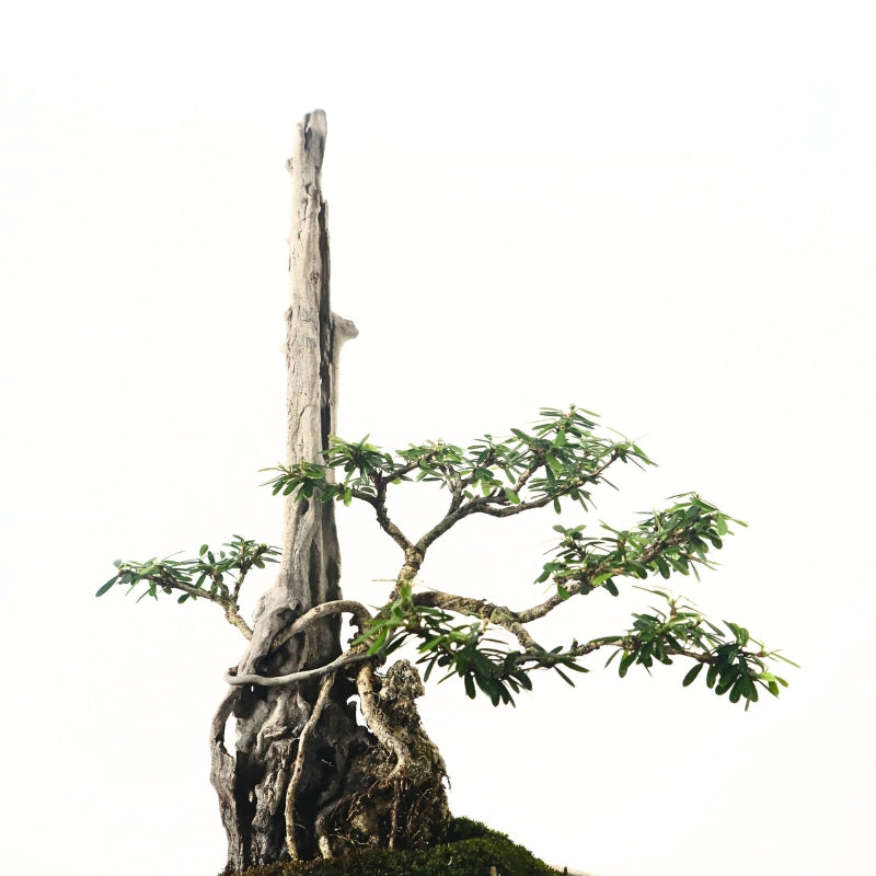 Bluebell Bonsai 凌衫