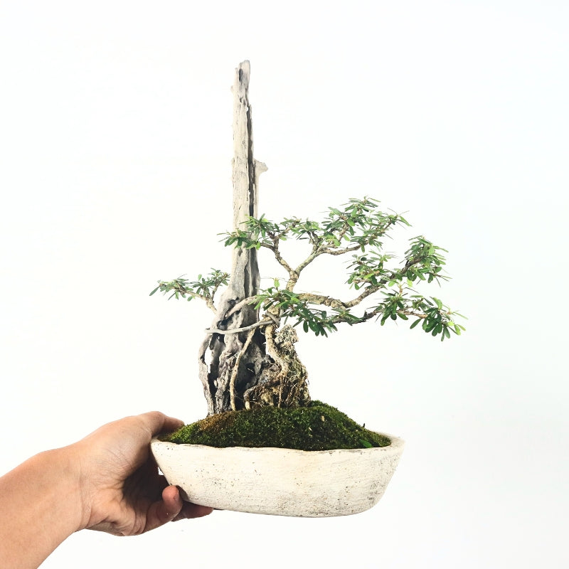 Bluebell Bonsai 凌衫