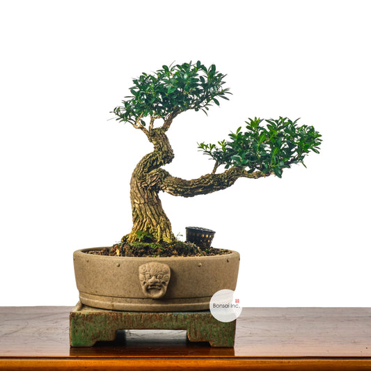 Buxus Harlandii Bonsai 黄杨