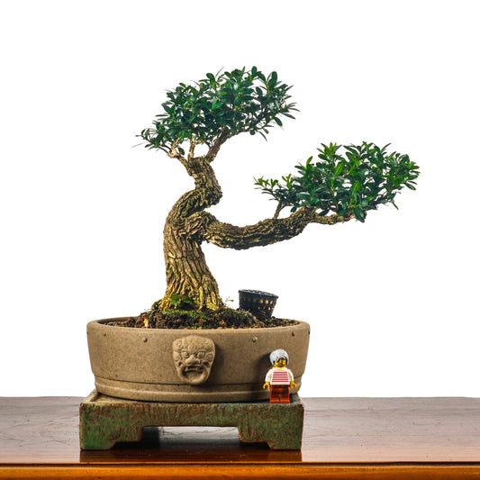 Buxus Harlandii Bonsai 黄杨