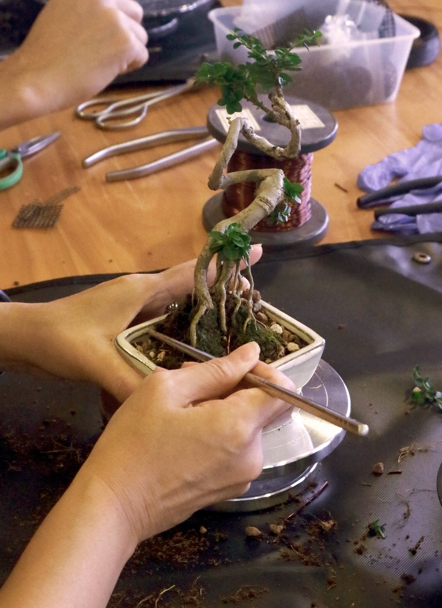 Immortalize X Bonsai Inc 2-hr Bonsai Appreciation Class & Workshop