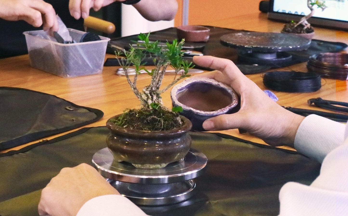 Immortalize X Bonsai Inc 2-hr Bonsai Appreciation Class & Workshop