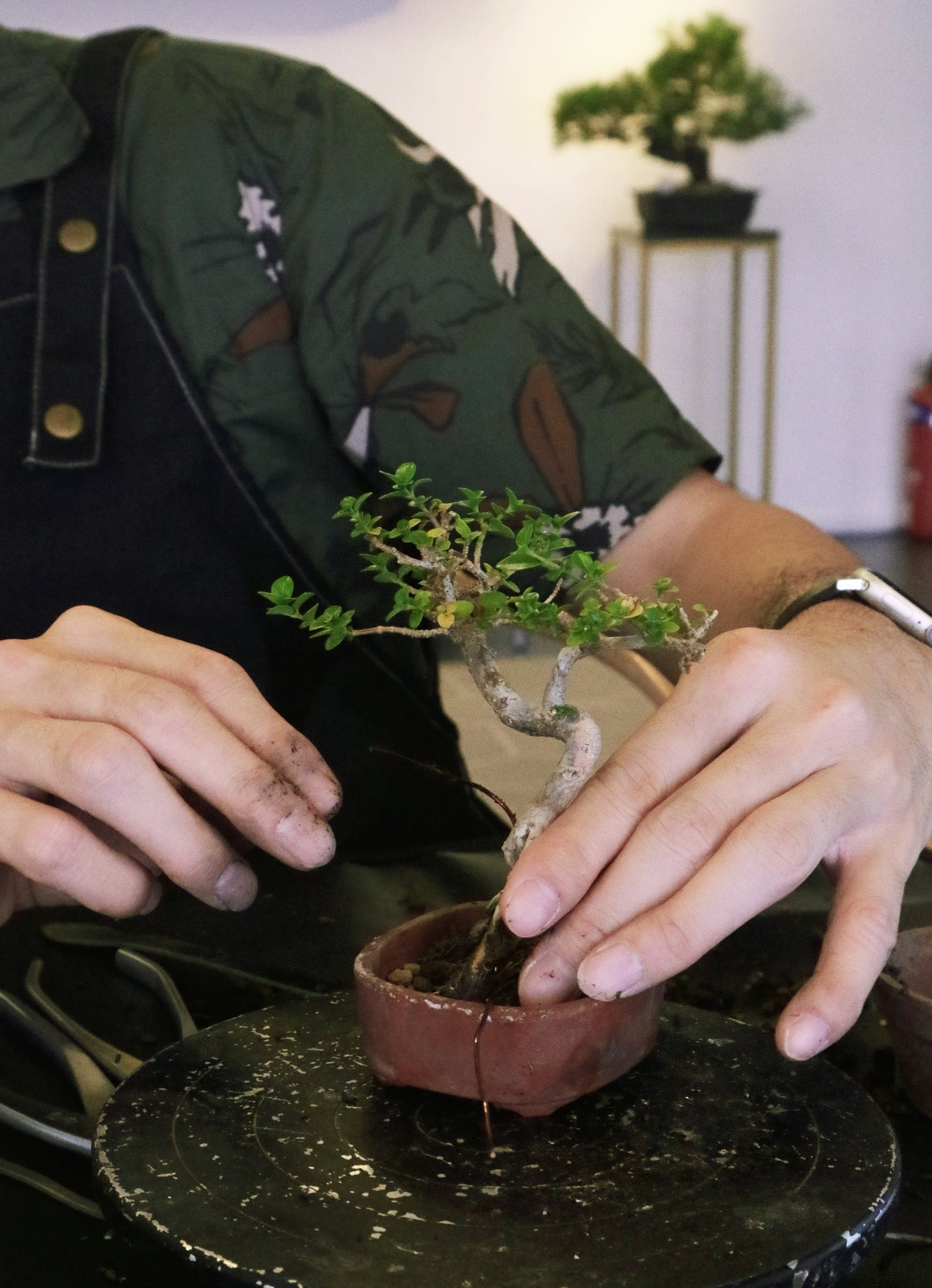 Juniper Bonsai Workshop