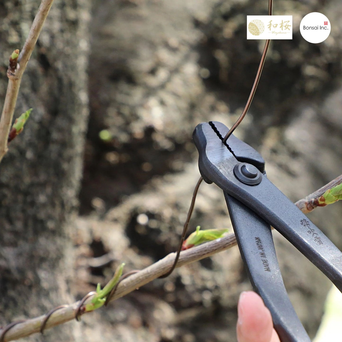 Wazakura (Japan) Hand Forged Bonsai Wire and Jin Pliers 8.25"(210mm)