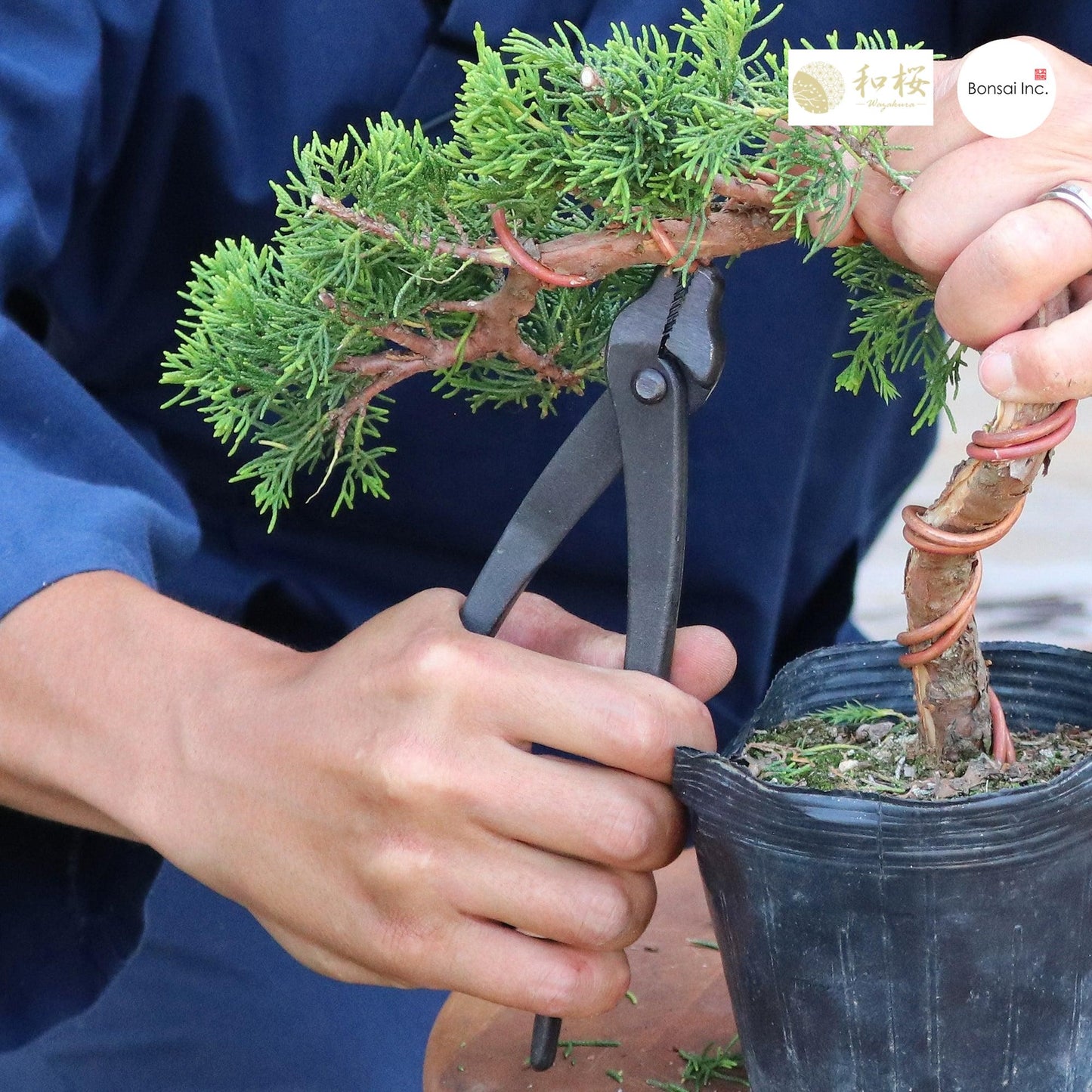 Wazakura (Japan) Hand Forged Bonsai Wire and Jin Pliers 8.25"(210mm)