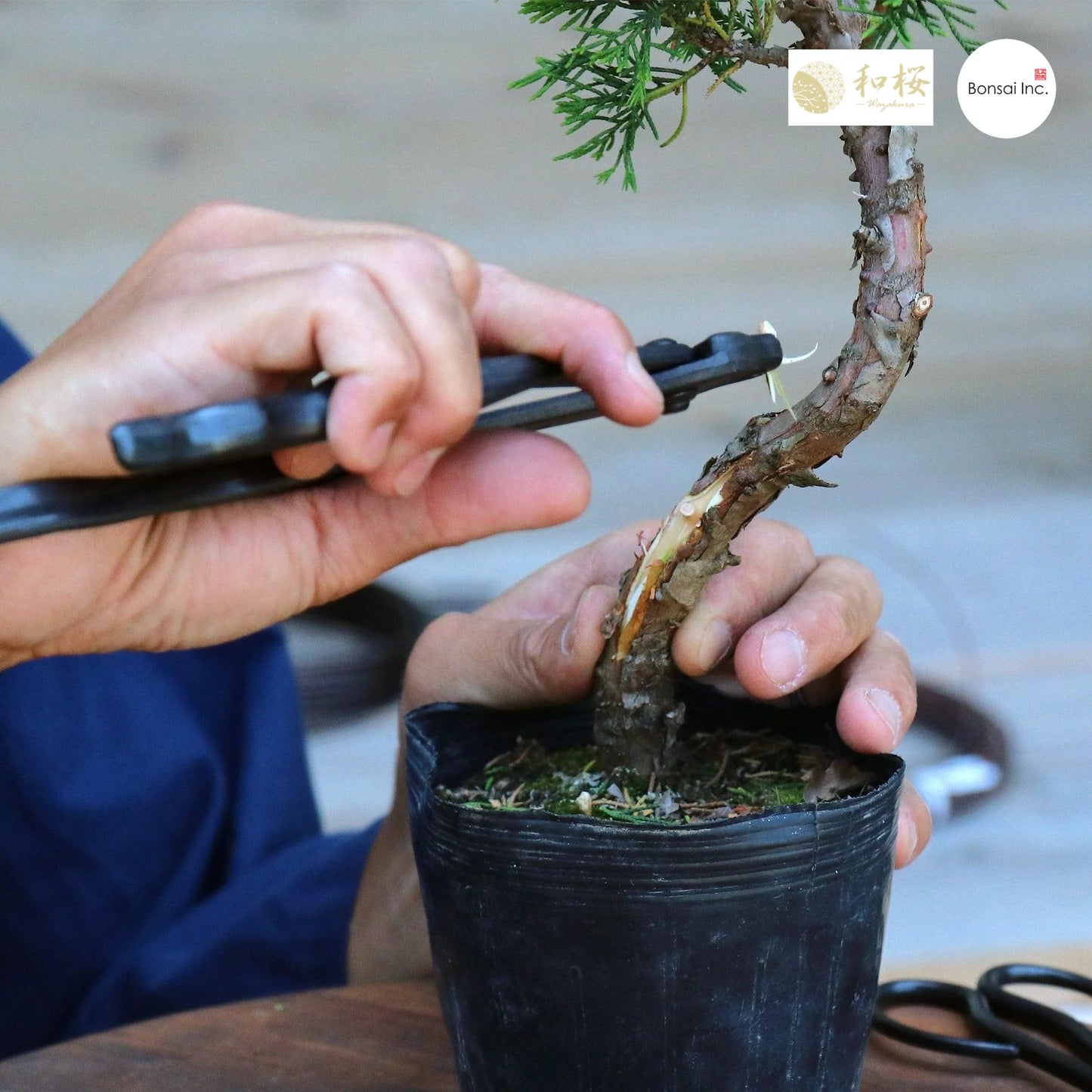 Wazakura (Japan) Hand Forged Bonsai Wire and Jin Pliers 8.25"(210mm)
