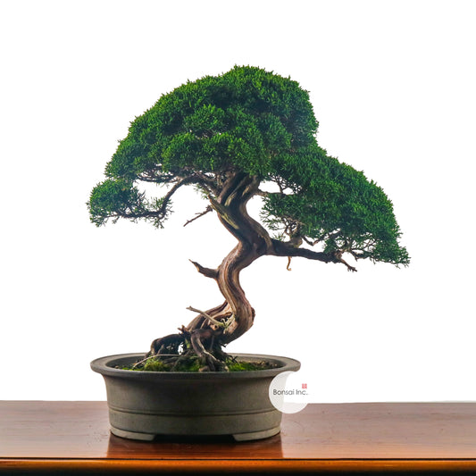 Japanese Juniper Shimpaku Bonsai 日本真柏