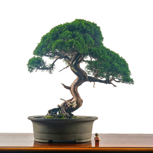Japanese Juniper Shimpaku Bonsai 日本真柏