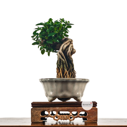 Premna Serratifolia Bonsai 寿娘子