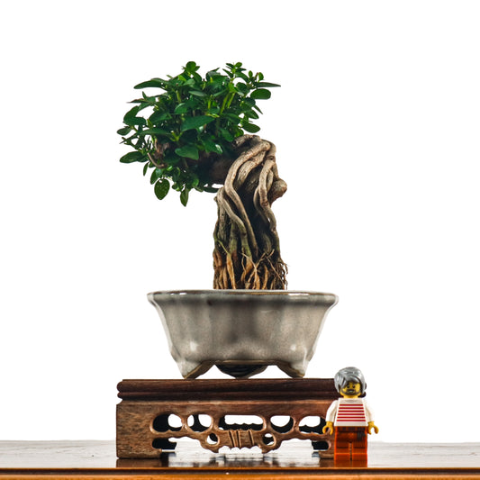 Premna Serratifolia Bonsai 寿娘子