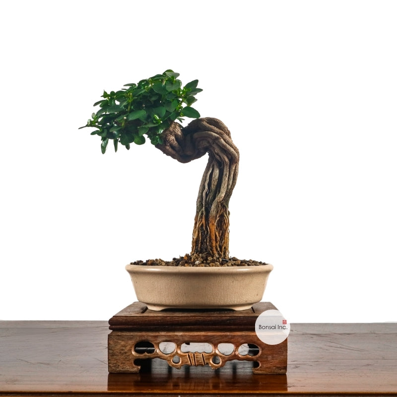 Tropical Bonsai