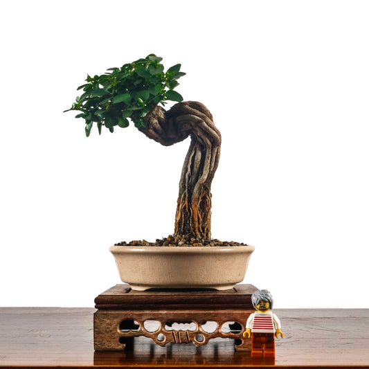 Premna Serratifolia Bonsai 寿娘子