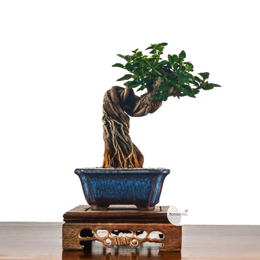 Premna Serratifolia Bonsai 寿娘子