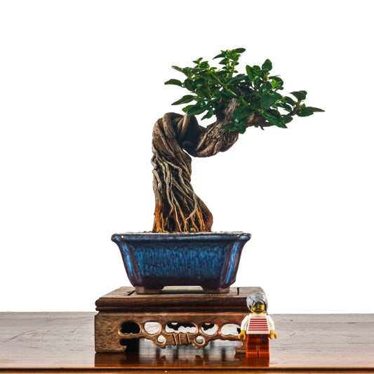 Premna Serratifolia Bonsai 寿娘子