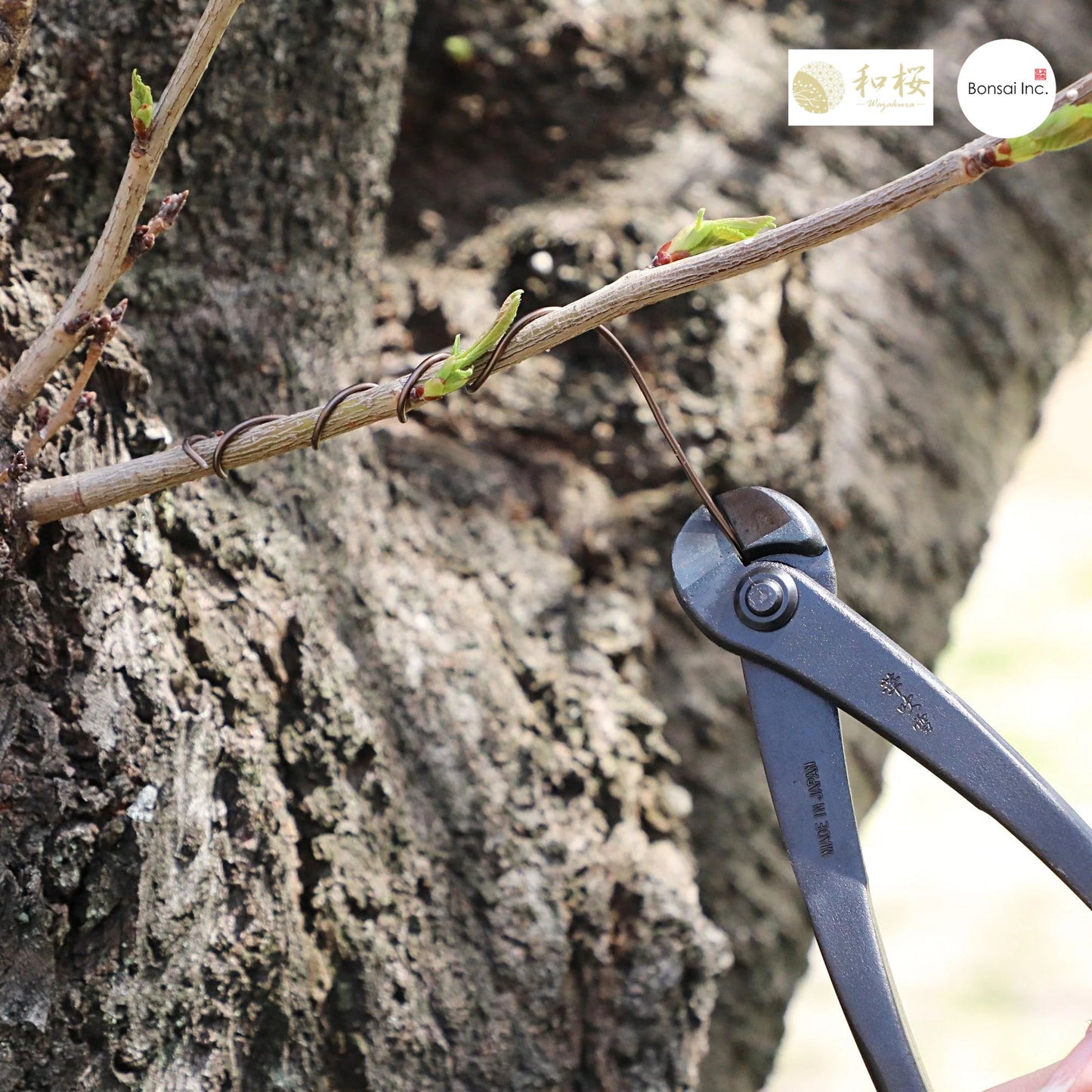 Wazakura (Japan) Hand Forged Bonsai Wire Cutter 7.7" (195mm)